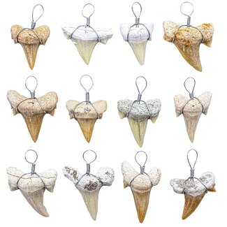 Shark Tooth Pendants - Wire Wrapped