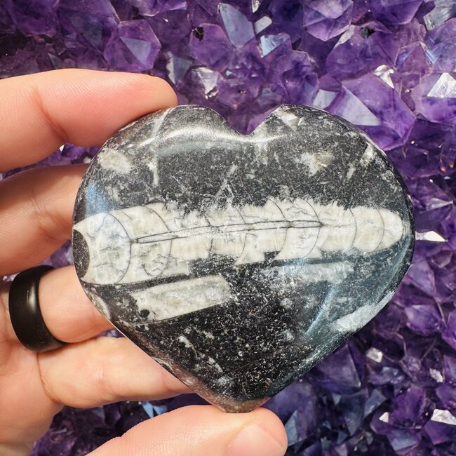 Black Orthoceras Hearts - Medium (Fossil)