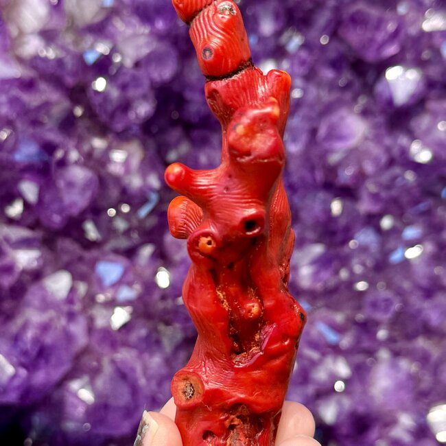 Red Coral Specimen #2