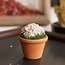 Desert Rose Gypsum Rough in Mini Clay Pot - Potted Plant Style , Home Decor