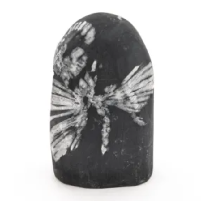 Chrysanthemum (Flower) Stone - Free Form Large 4-6"