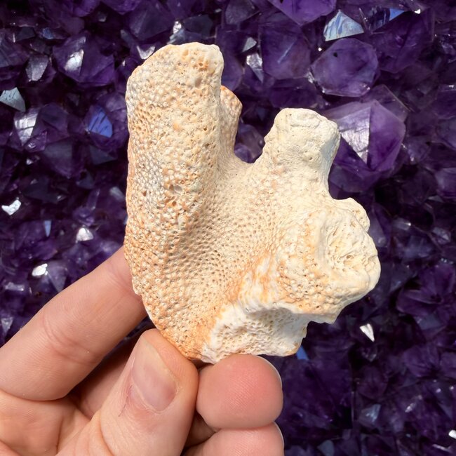 Fossil Coral Chunk - Rough Raw Natural