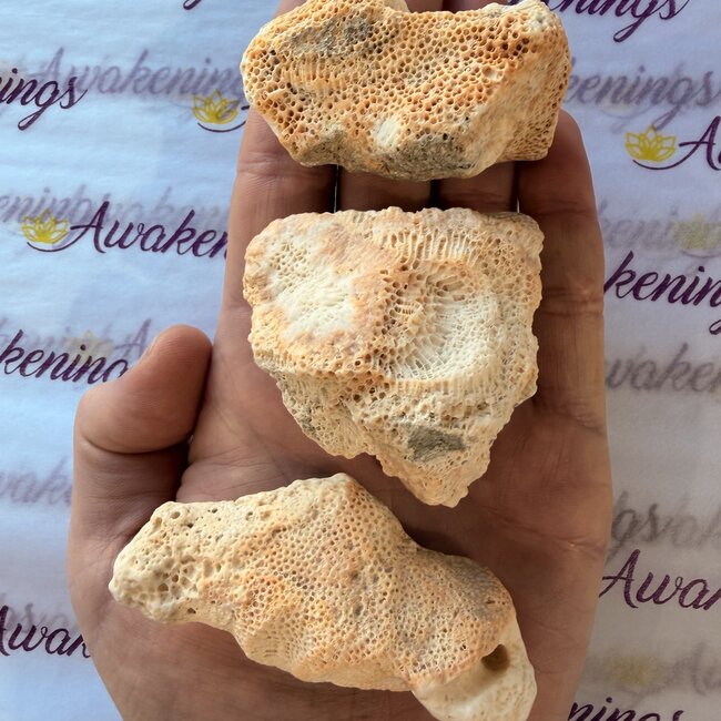 Fossil Coral Chunk - Rough Raw Natural