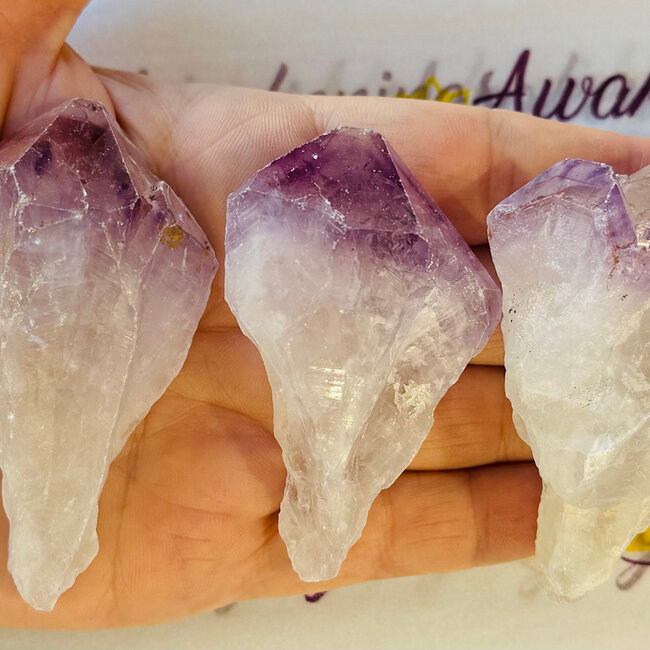 Amethyst Point (Dragons Tooth Teeth Root Elestial ) - Large Rough Raw Natural