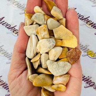 Agatized (Fossil ) Coral - Tumbled Chips