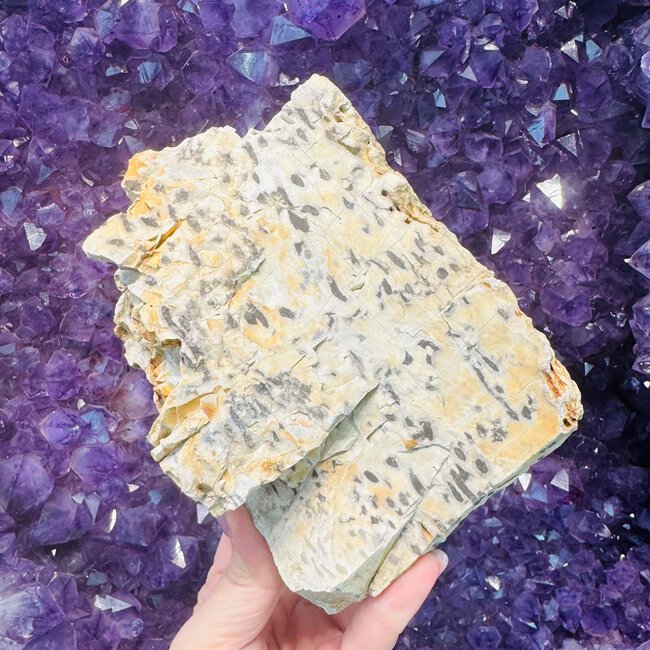 Dalmatian Jasper - Large Rough Raw Natural 5-9"