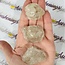 Elestial (Skeletal Window Jacare Alligator) Clear Crystal Quartz - (Fancy) Large (1-1.5")- Rough Raw Natural