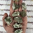Wavellite (Devonite Fischerite Lasionite Lazionite Bialite) - Rough Raw Natural