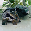 Moss Agate & Amethyst Elephant - Druzy 4.5" Specimen Carving Figurine