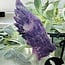 Lepidolite Unicorn Wings on Black Stand Pin - 7.5"x7.5" Specimen Carving Figurine