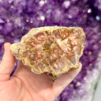 Petrified Wood Slab Slice Flat Log - 3 x 2.25" Brown Cream Beige Pink - Rough Raw Natural Polished - Specimen Display Stand