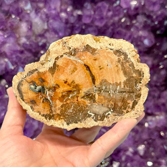 Petrified Wood Slab Slice Flat Log - 4.5 x 2" Brown Cream Beige Pink - Rough Raw Natural Polished - Specimen Display Stand