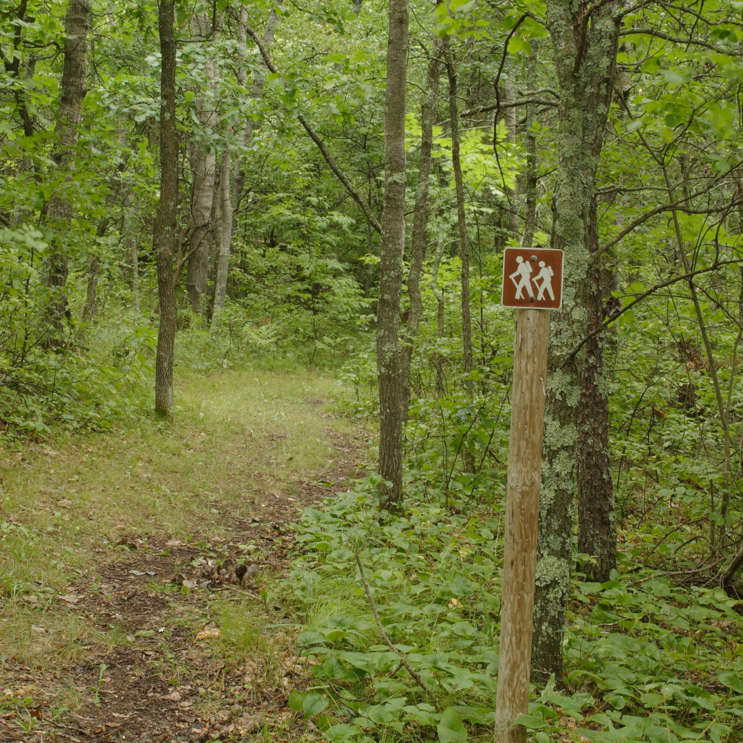 Cryptids & Elementals