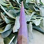 Phosphosiderite Faceted Tower Point Generator - Large