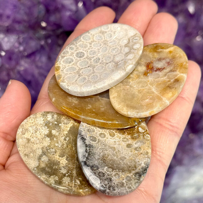 Fossil Coral Worry (Thumb Fidget Relaxation Pocket)  Stones - Medium Oval