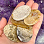 Fossil Coral Worry (Thumb Fidget Relaxation Pocket)  Stones - Medium Oval