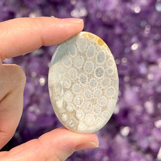 Fossil Coral Worry (Thumb Fidget Relaxation Pocket)  Stones - Medium Oval