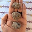 Hauyne - Rough Raw Natural