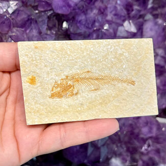 Fish Fossil Specimen #1 - Rectangular Rough 3.5" x 2"