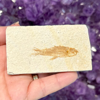 Fish Fossil Specimen #2 - Rectangular Rough 3"x 1.75"