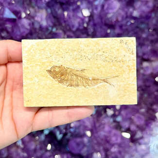 Fish Fossil Specimen #3 - Rectangular Rough 3.5"x 2"