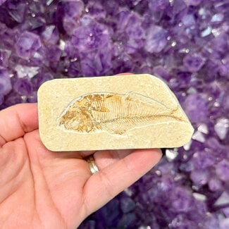 Fish Fossil Specimen #4 - Rectangular Rough 3"x 1.5"