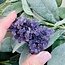 Grape Agate Purple Chalcedony -  Medium Rough Raw Natural