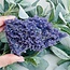 Grape Agate Purple Chalcedony -  Extra Large XL Rough Raw Natural Specimen