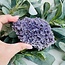 Grape Agate Purple Chalcedony -  Extra Large XL Rough Raw Natural Specimen #1