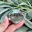 Afghanite (Afghan Lapis) Free Form - Large
