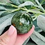 Green Afghanite (Afghan Lapis) Sphere Orb Globe - 30-35mm