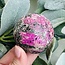 Pink Cobaltoan (Cobaltian Cobalto Salrose Cobaltocalcite) Calcite Sphere Orb Globe - 50-55" Aphrodite Stone
