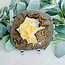 Septarian Jasper (Dragon Stone) Slab Slice Flat Plate - Large