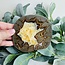 Septarian Jasper (Dragon Stone) Slab Slice Flat Plate - Large