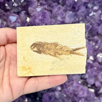 Fish Fossil Specimen #5 - Rectangular Rough 3"x 2.25"