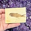 Fish Fossil Specimen #5 - Rectangular Rough 3"x 2.25"