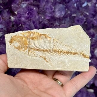 Fish Fossil Specimen #6 - Rectangular Rough 4"x 2"