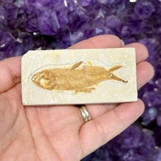 Fish Fossil Specimen #7 - Rectangular Rough 3"x 1.5"