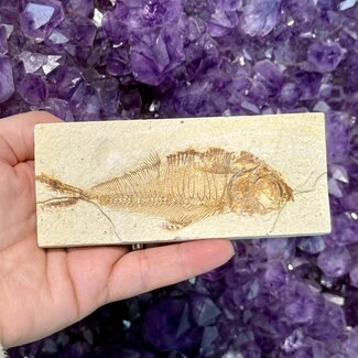Fish Fossil Specimen #8 - Rectangular Rough 4.5"x 2"