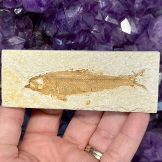 Fish Fossil Specimen #10 - Rectangular Rough 4.5"x 1.5"