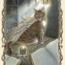 Fantastical Creatures Tarot Cards Deck