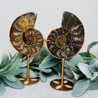 Ammonite Shell on Gold Stand Pin - 8" Specimen Fossil