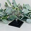 Multi Mini Silver Sphere Stands on Black Base - 5.5"