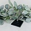 Multi Mini Silver Sphere Stands on Black Base - 5.5"