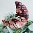 Fire Quartz (Red Hematoid) Crescent Moon on Gold Stand Pin 11"