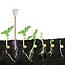 Electroculture Copper Rods Plant Stakes - 12" Wood Center Gardening Antennas Coil Ether Energy