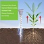 Electroculture Copper Rods Plant Stakes - 12" Wood Center Gardening Antennas Coil Ether Energy