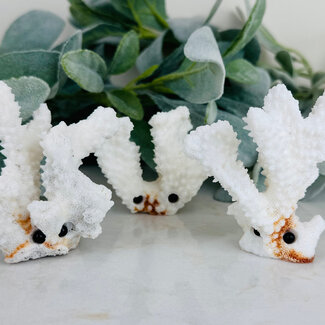 White Coral with Black Obsidian Eyes - Medium (1.5-3.5") Rough Raw Natural