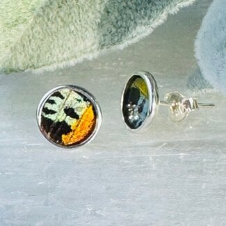 Multi Colored Butterfly Wing Earrings - Round Circle Studs Bezel Set - Sterling Silver