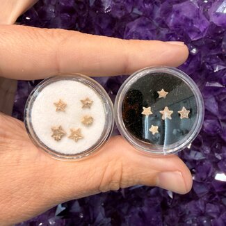 Crinoid Stars (Pack of Five in Case) - Rough Raw Natural